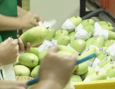 Southern Philippine Fresh Fruits Corporation (SPFFC) Returns to WCC EXPO 2027 🇵🇭